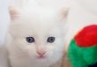 Pensive white kitten with blue eyes - closeup