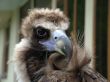 Black eagle, the portrait