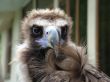 Black eagle, the portrait