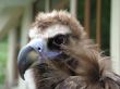 Black eagle, the portrait