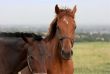Horses