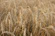 Wheat