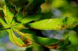 Autumn Leaf