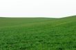 Field
