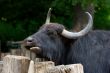 Buffalo