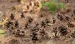 Pinecones