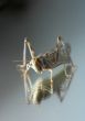 Grasshopper