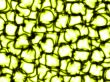 lemon quench abstract