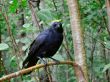 crow in woods