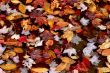 fallen leaves on water