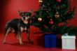 Chihuahua with Christmas tree