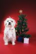 Dog next to Christmas tree