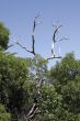 Dead Tree, Blue Sky