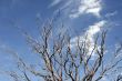 Dead Tree, Blue Sky