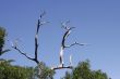 Dead Tree, Blue Sky