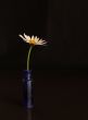Daisy Still Life