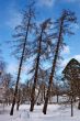 Three larches