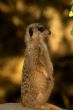 Meerkat