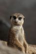 Meerkat