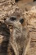 Meerkat