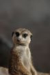 Meerkat
