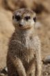 Meerkat