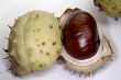 Chestnut