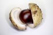 Chestnut