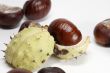 Chestnut