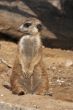Meerkat