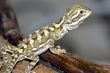Bartagame