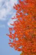 Red maple leaves over the blue sky