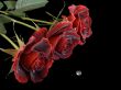 Three Red Roses with Waterdrop