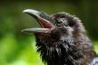 a head of raven on green background