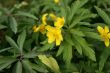 spring flowers
