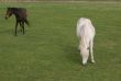 two horses