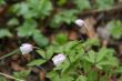 spring flowers