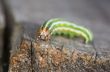Green caterpillar