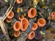 Red lichen