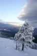 pine tree covered with snow