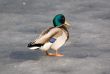 Duck on spring ice
