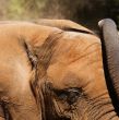 Elephant Dirt Bath
