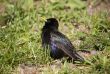 Young starling in grass
