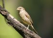 Sparrow on a green background