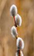 Pussy-willow