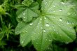 close up of green leaves with water drops