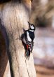 woodpecker