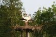 white stork
