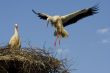 white stork