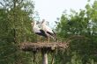 white stork